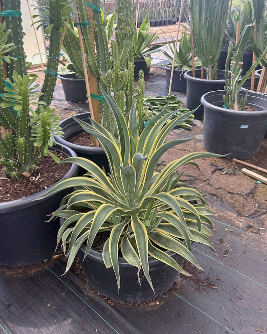 Variegated Smooth Agave