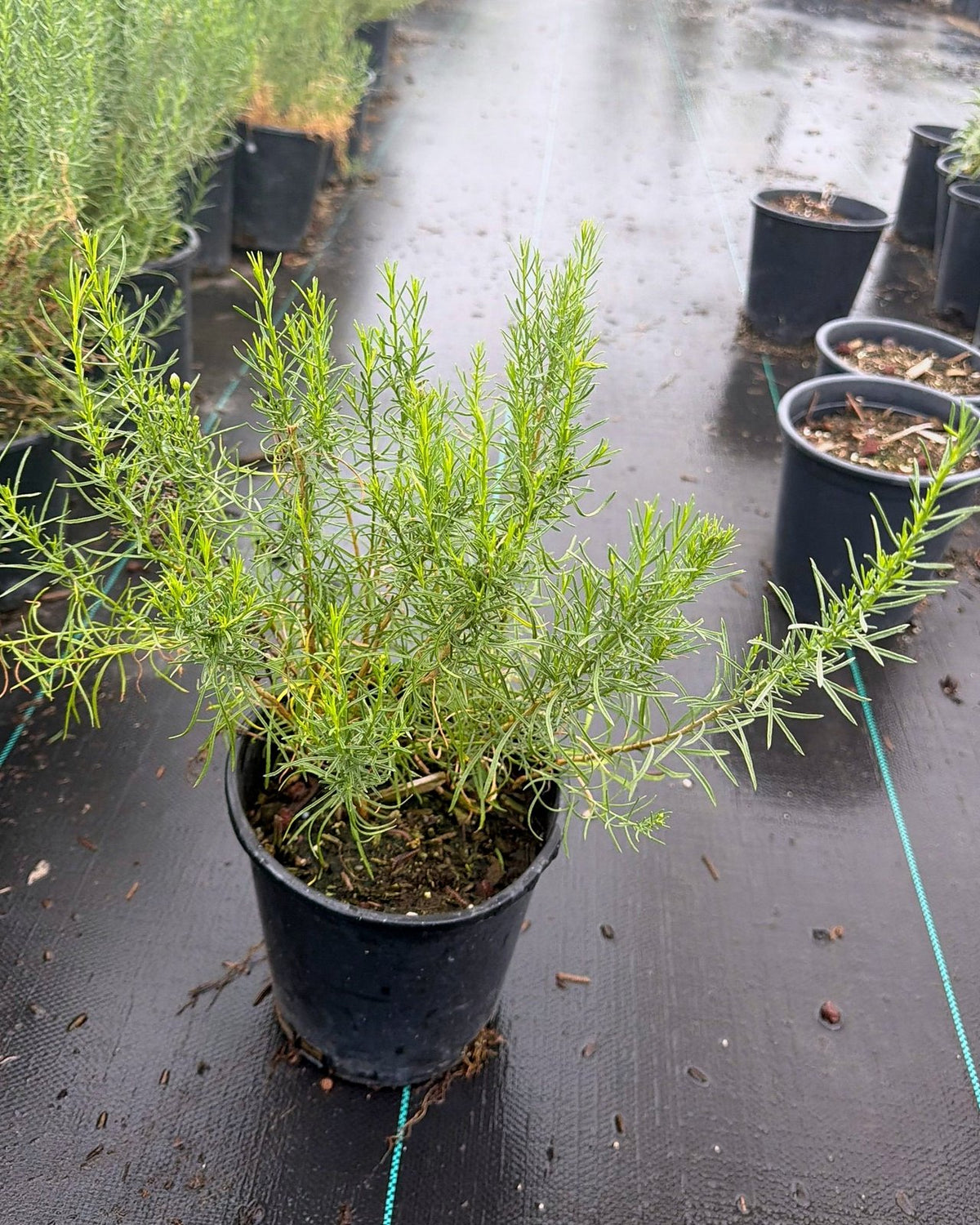 Turpentine Bush