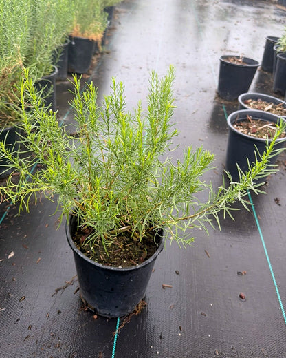 Turpentine Bush