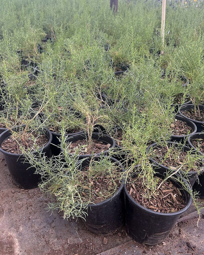 Turpentine Bush