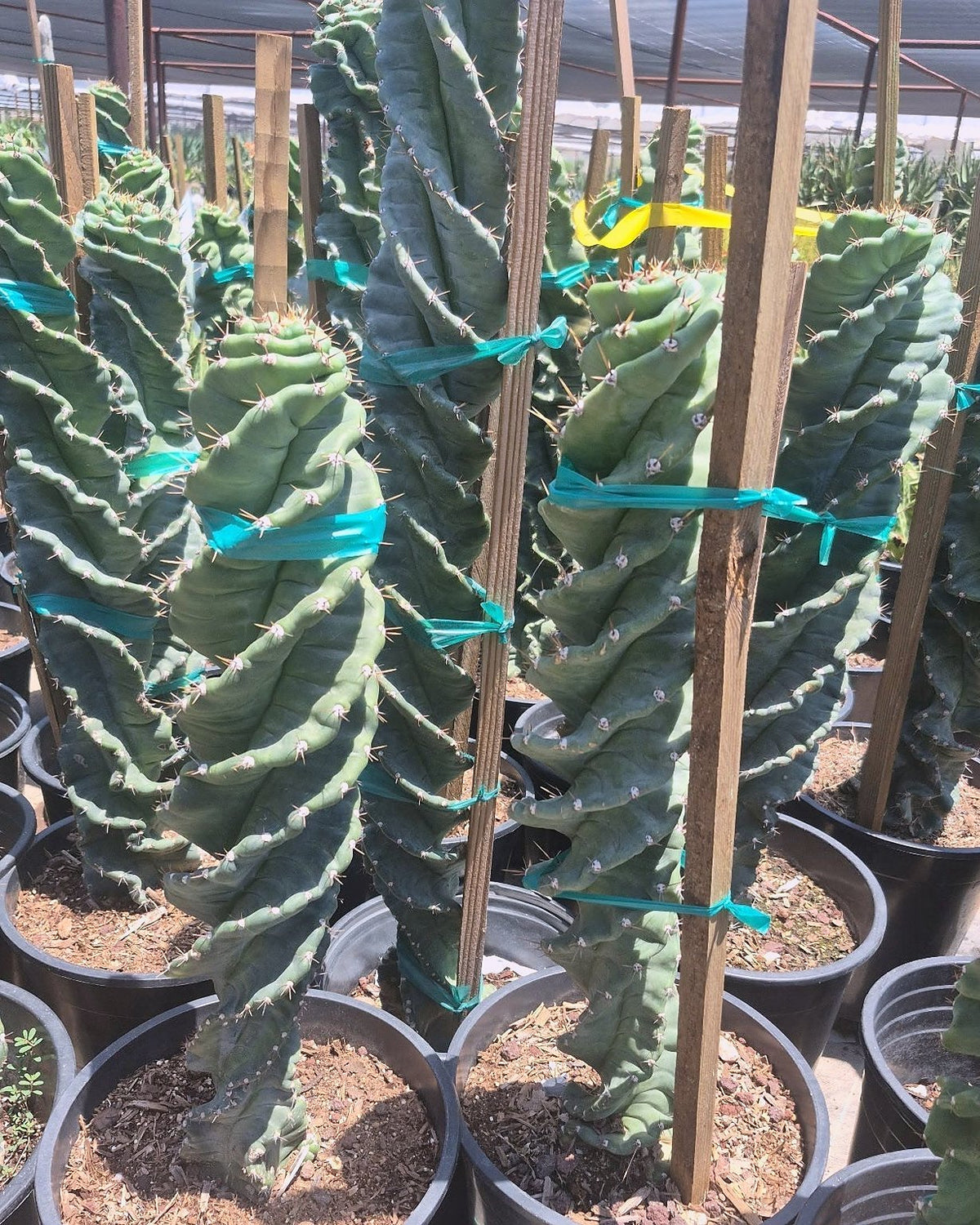 Spiral Cereus
