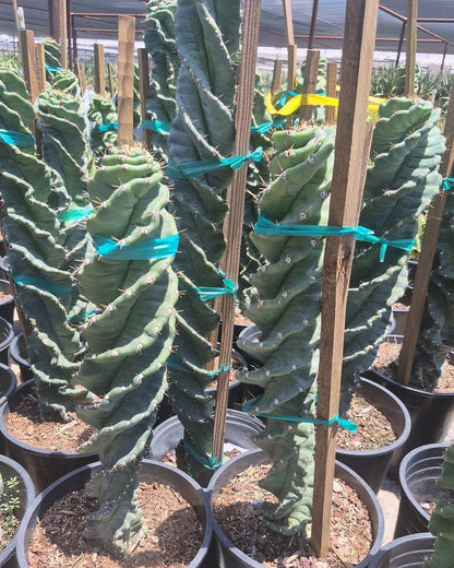 Spiral Cereus