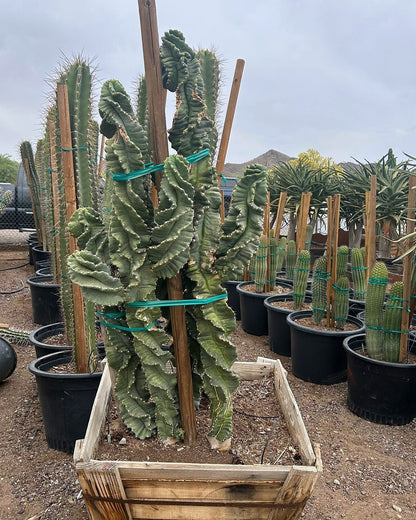 Spiral Cereus
