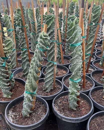 Spiral Cereus