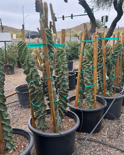 Spiral Cereus