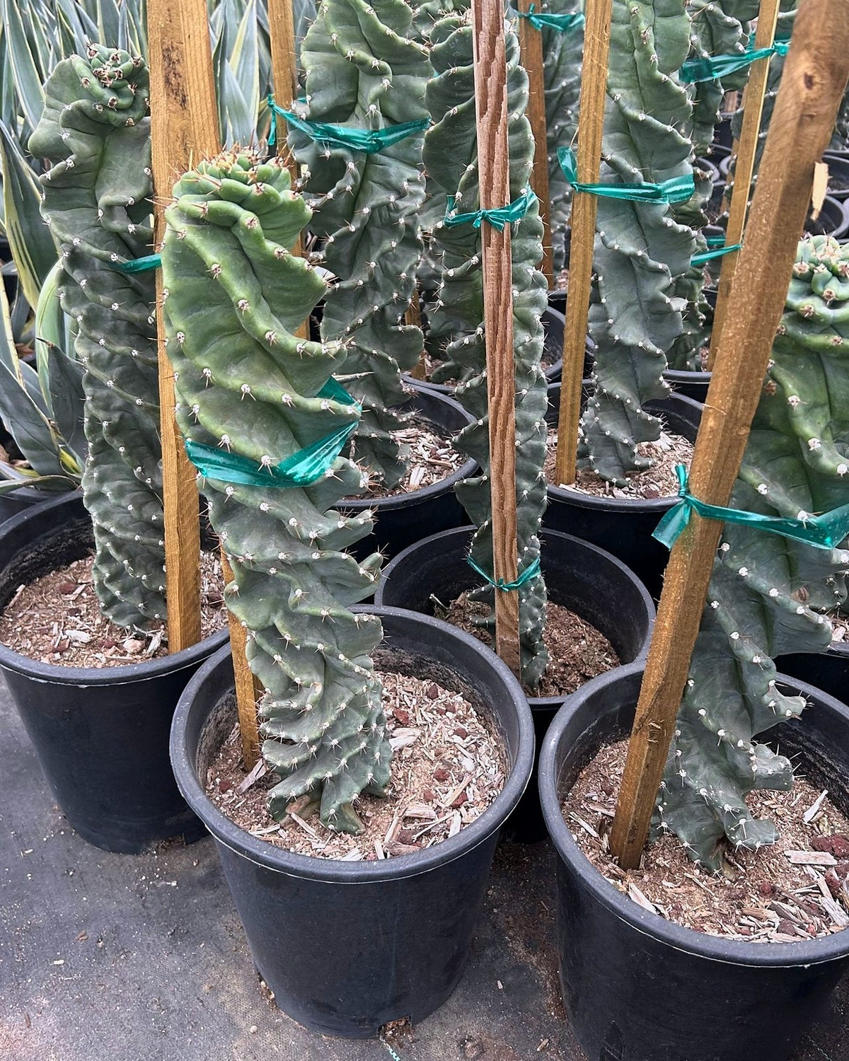 Spiral Cereus