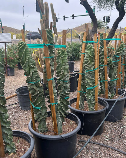 Spiral Cereus