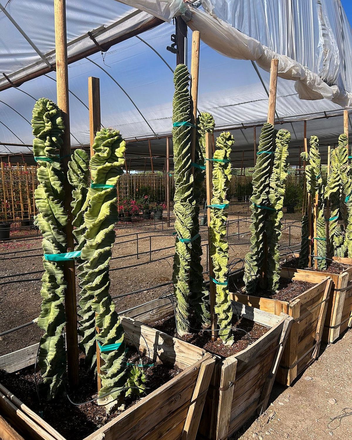 Spiral Cereus
