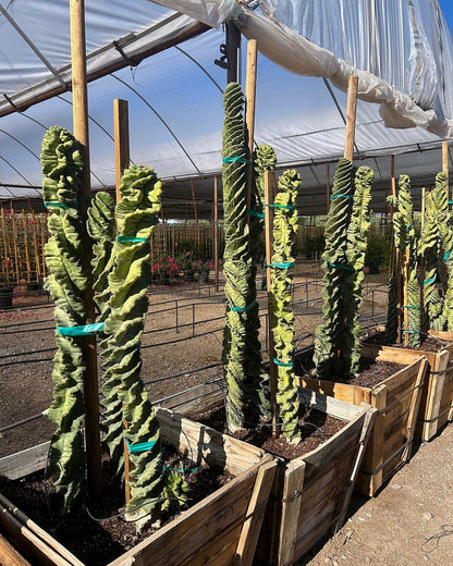 Spiral Cereus
