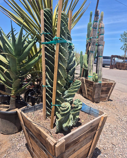 Spiral Cereus