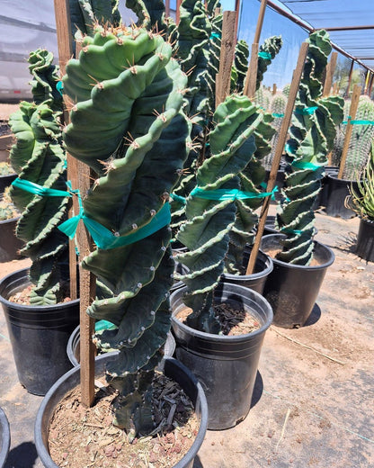 Spiral Cereus