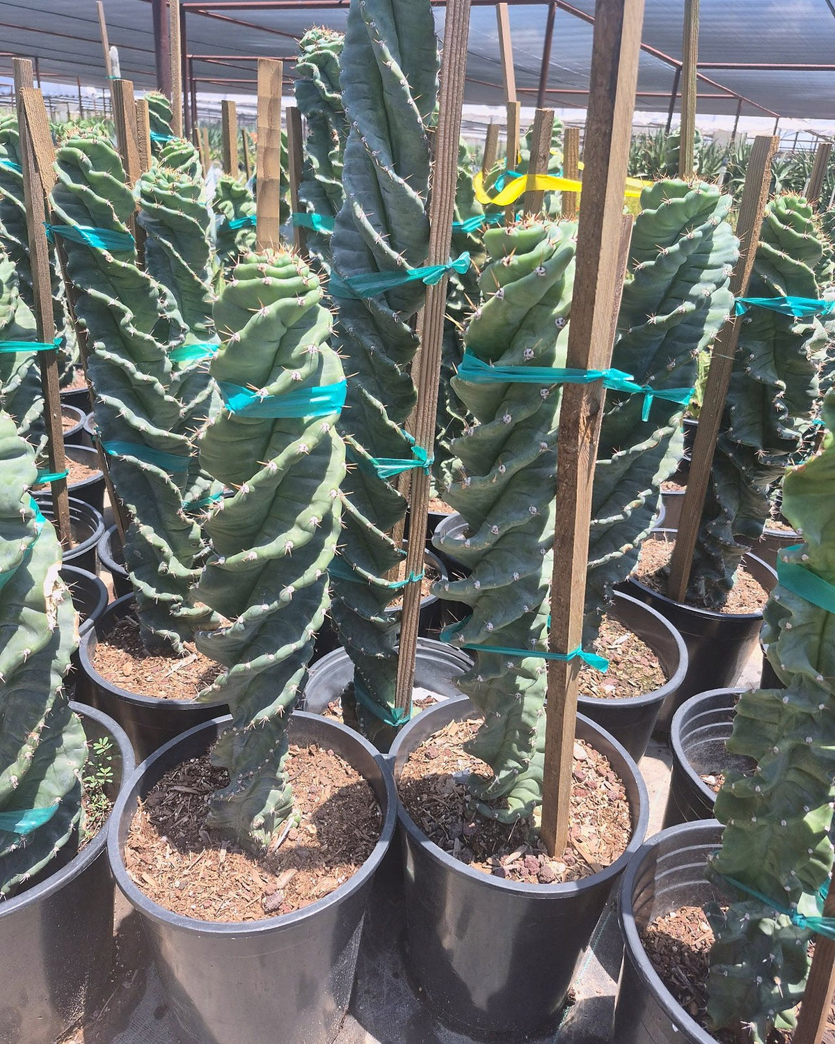 Spiral Cereus