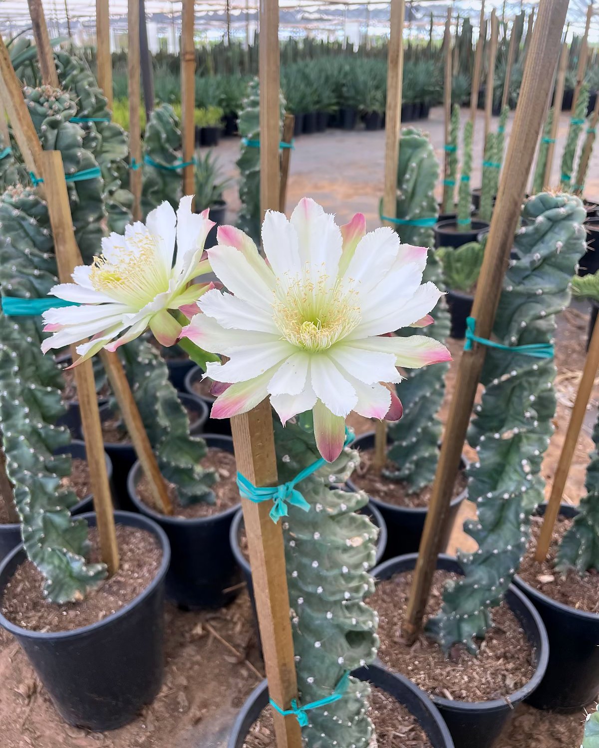 Spiral Cereus