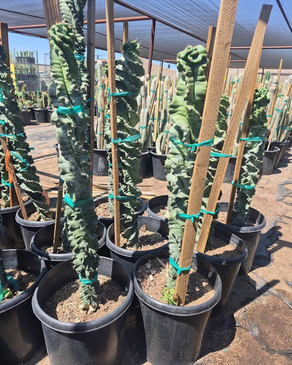 Spiral Cereus