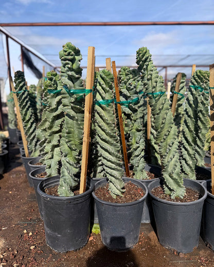 Spiral Cereus