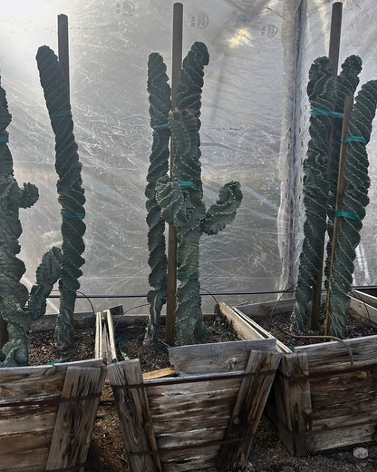 Spiral Cereus