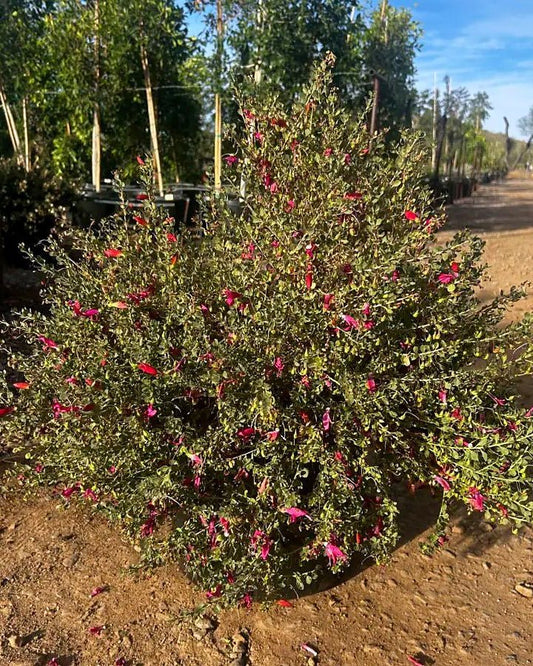 'Valentine' Emu Bush