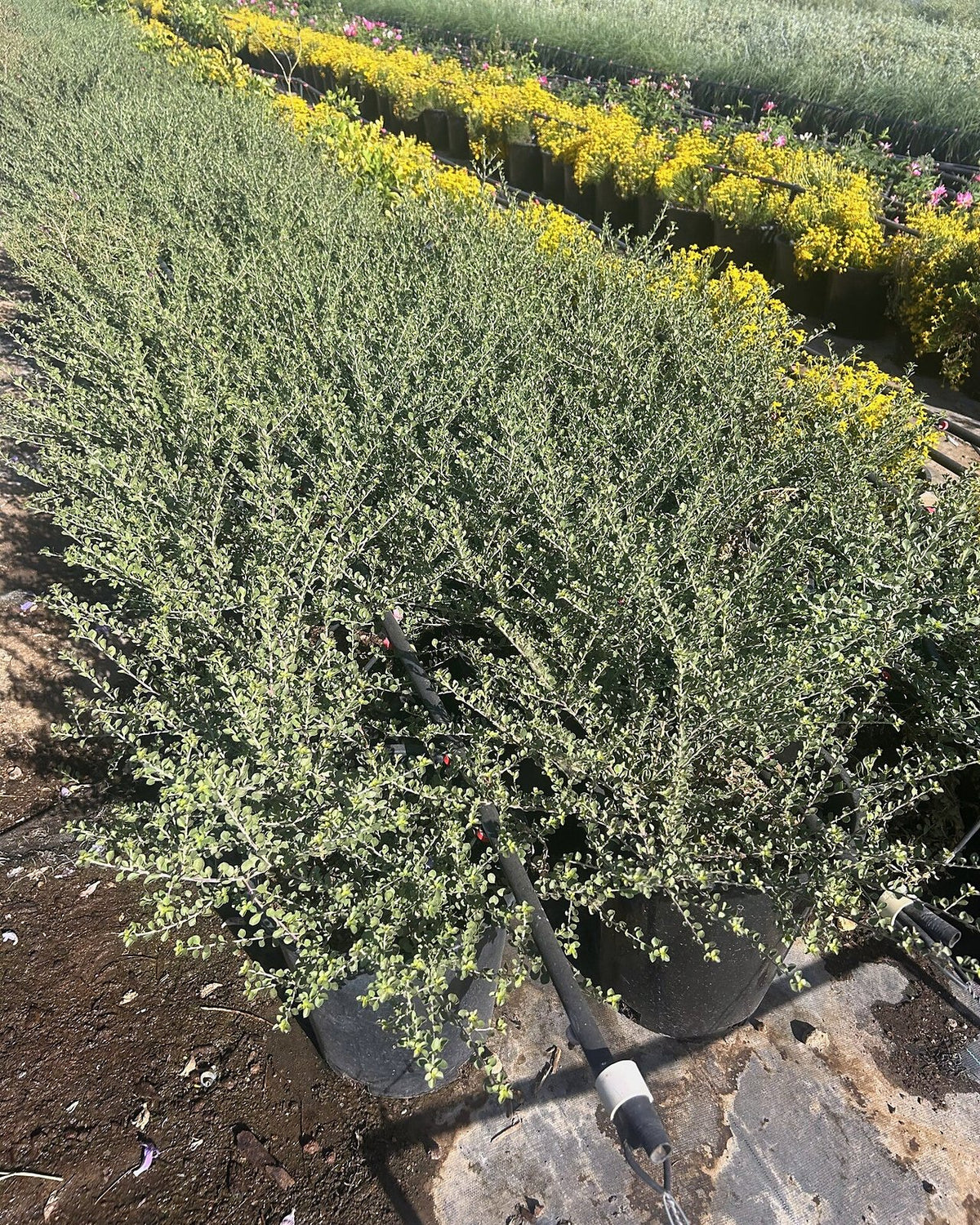 'Valentine' Emu Bush