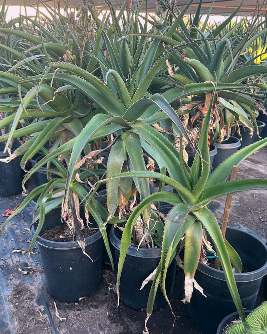 Vaombe Aloe