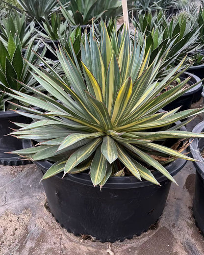 Variegated Blue Glow Agave
