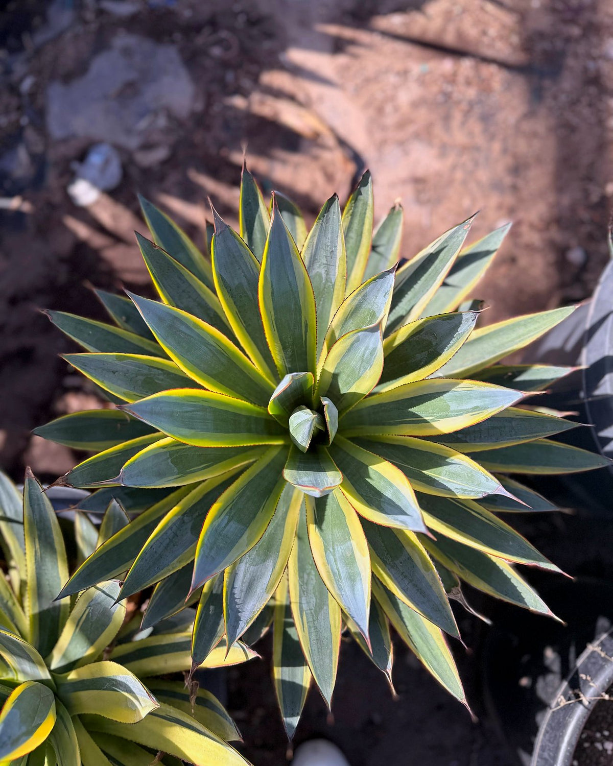 Variegated Blue Glow Agave