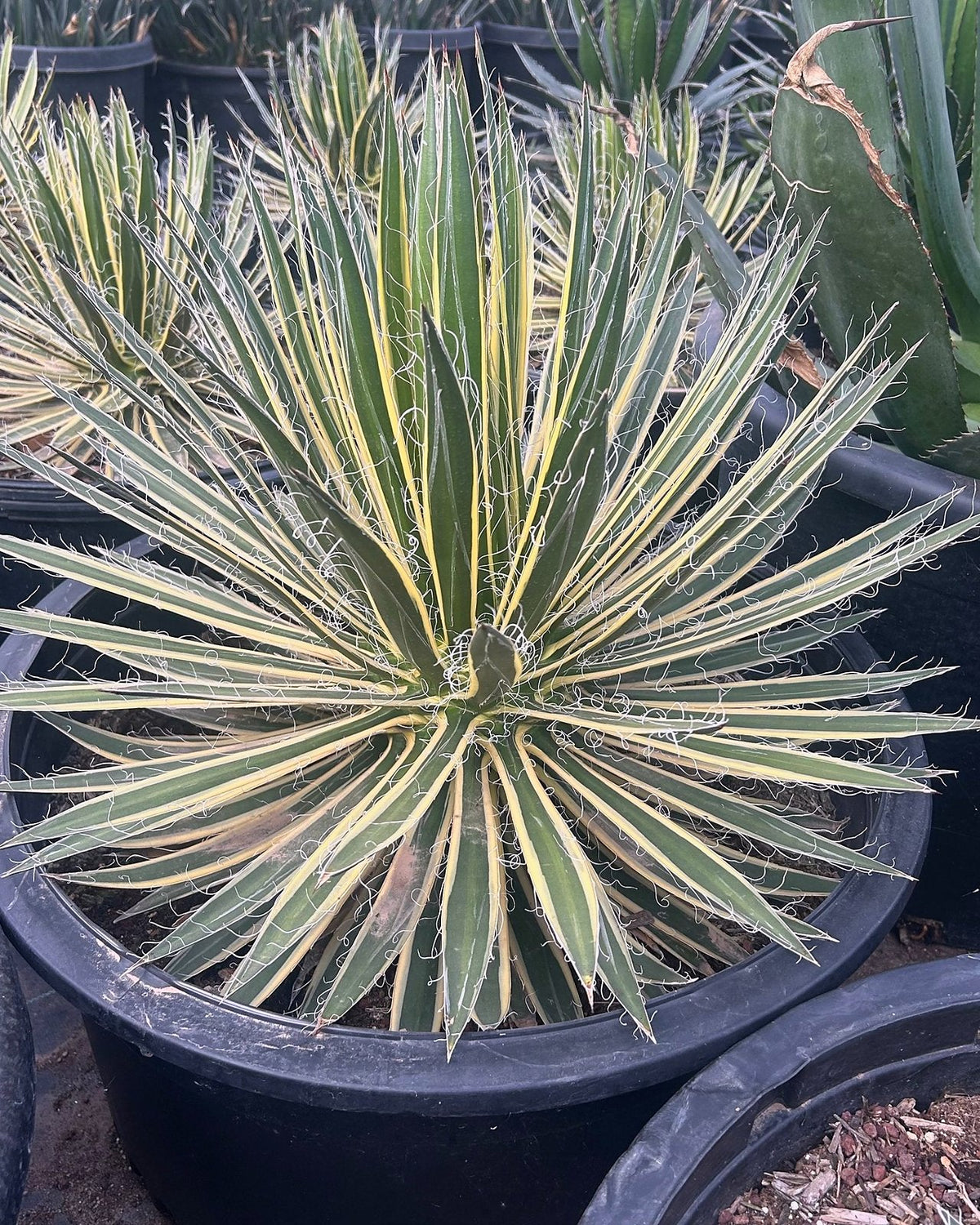 Variegated Durango Delight Agave