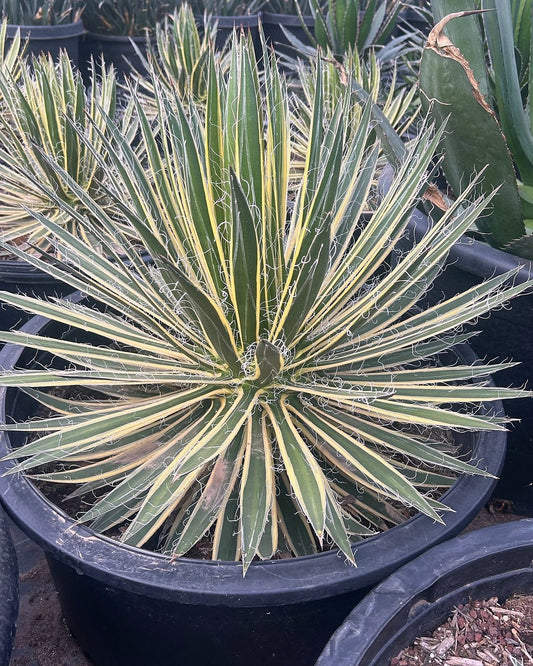 Variegated Durango Delight Agave