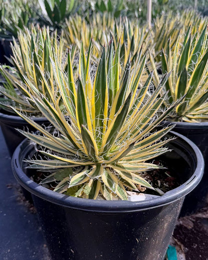 Variegated Durango Delight Agave