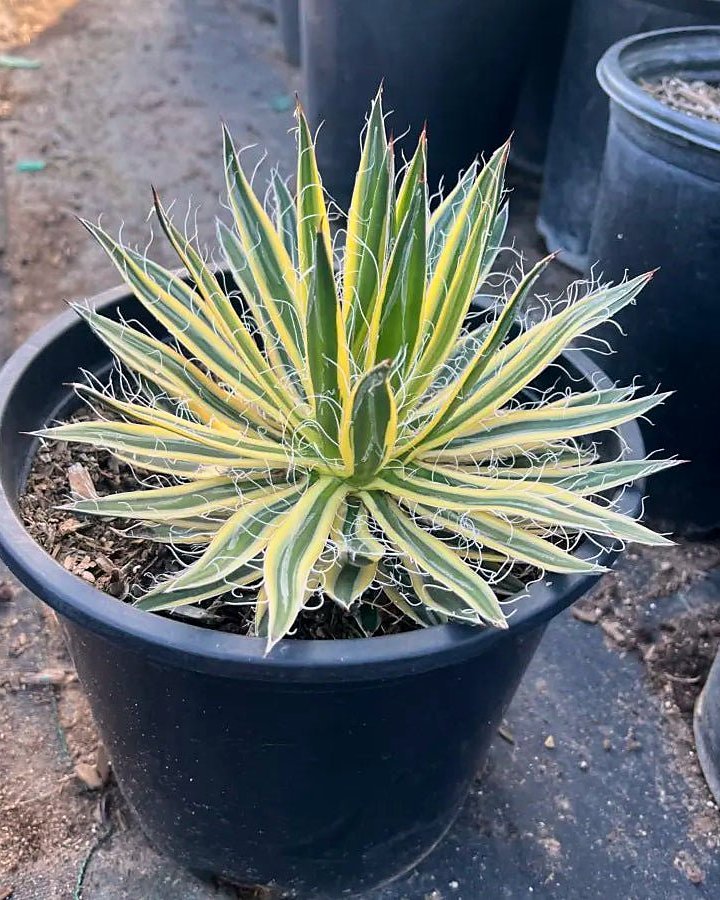 Variegated Durango Delight Agave