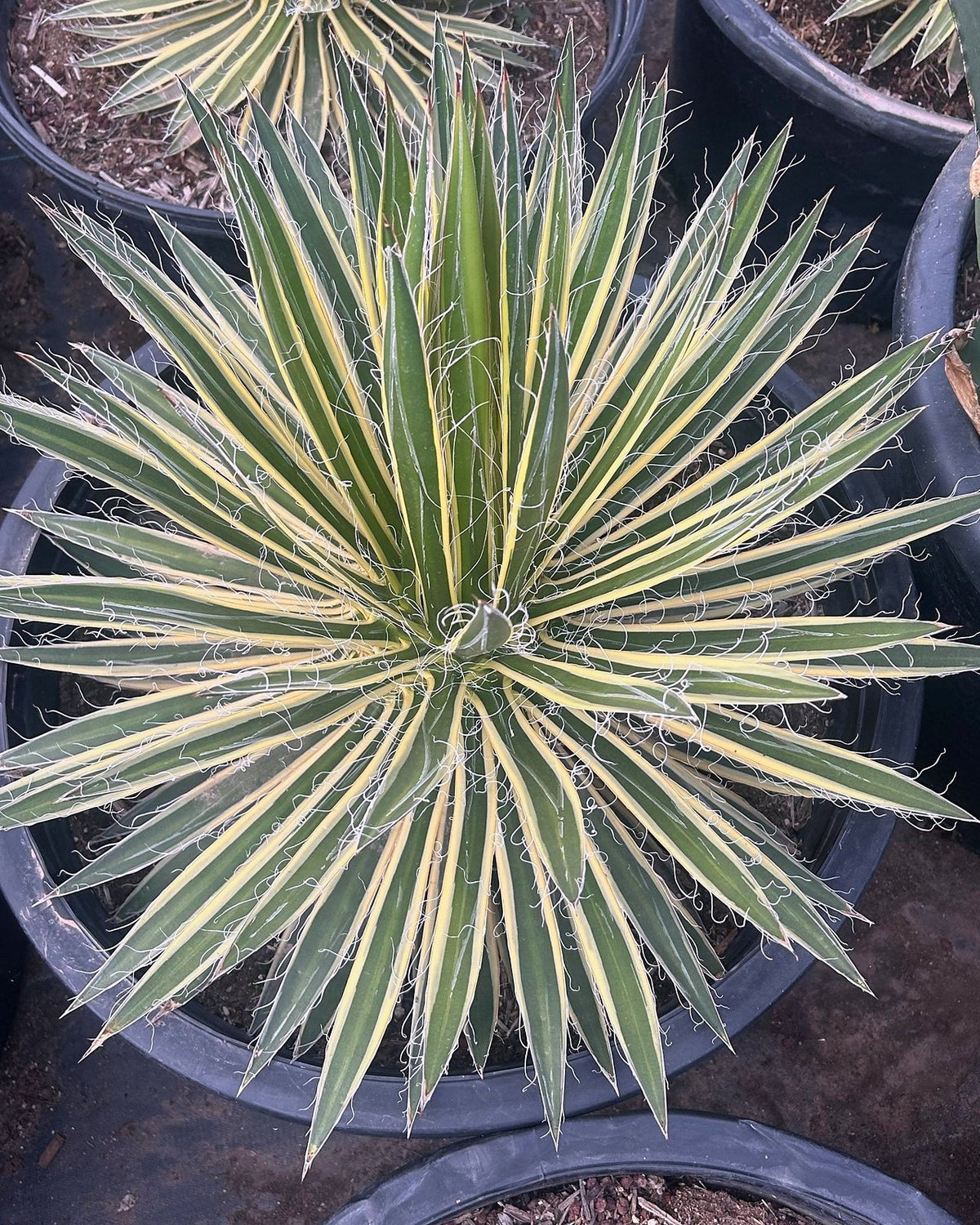 Variegated Durango Delight Agave