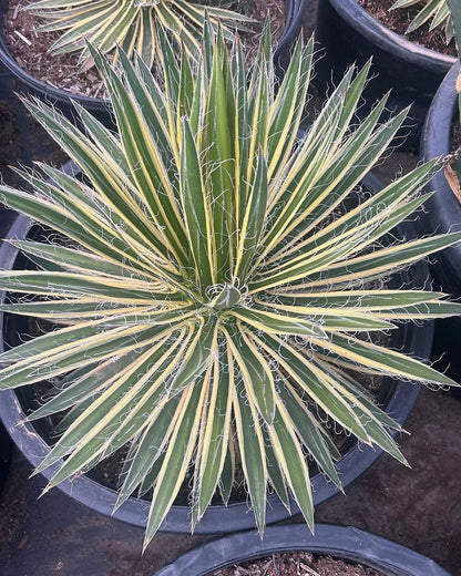 Variegated Durango Delight Agave
