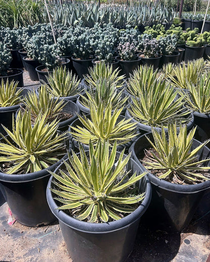 Variegated Durango Delight Agave
