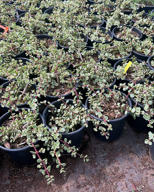 Variegated Elephant's food
