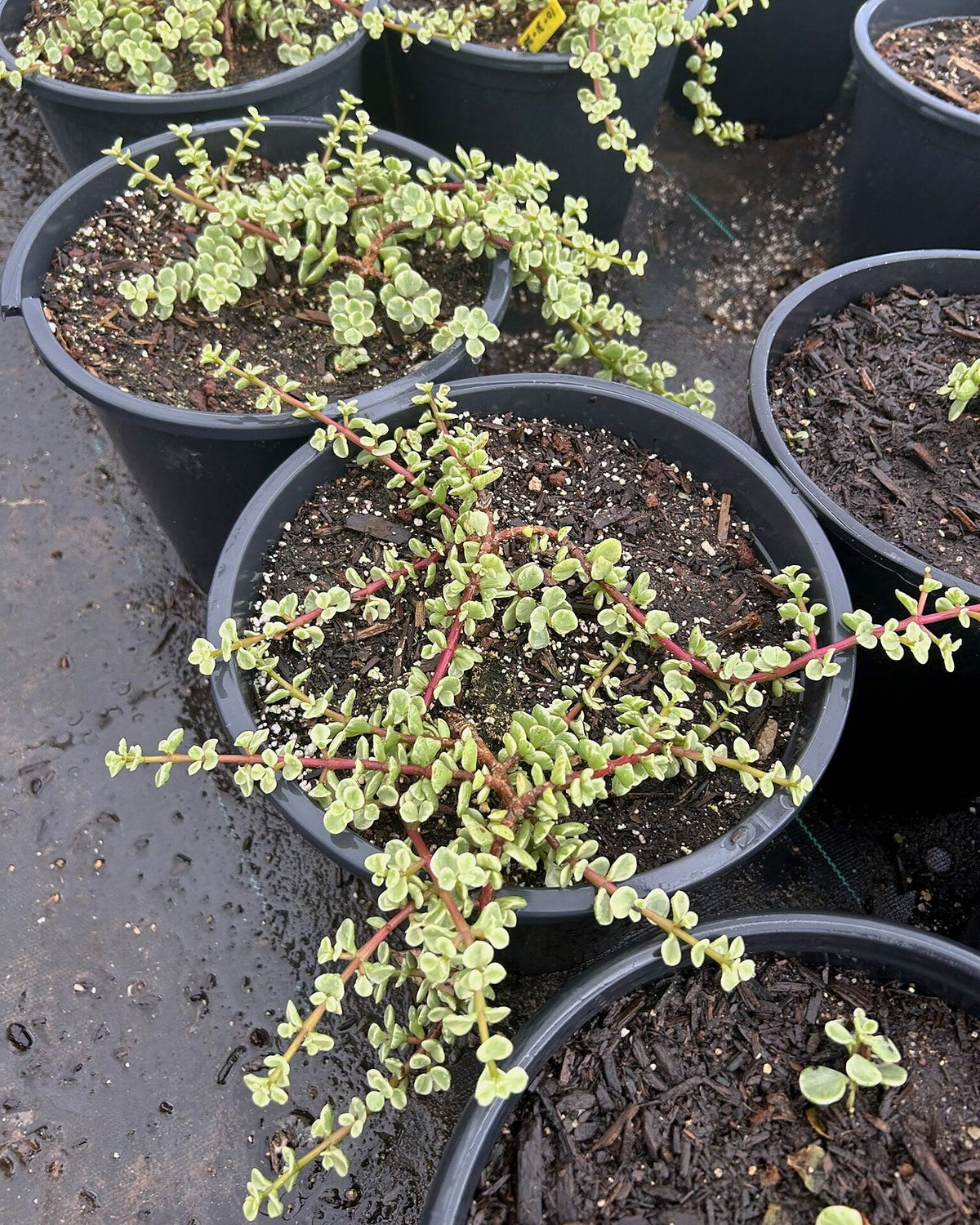 Variegated Elephant's food