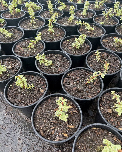 Variegated Elephant's food