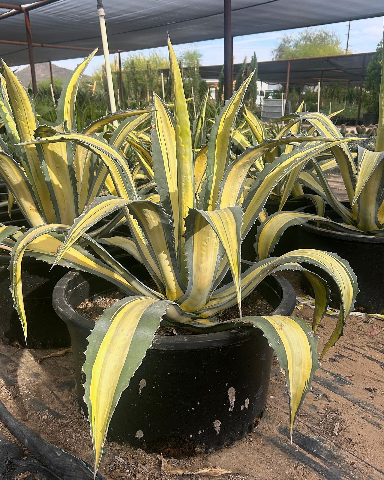 Buy Variegated Furcraea Phoenix, AZ | Furcraea foetida | Three