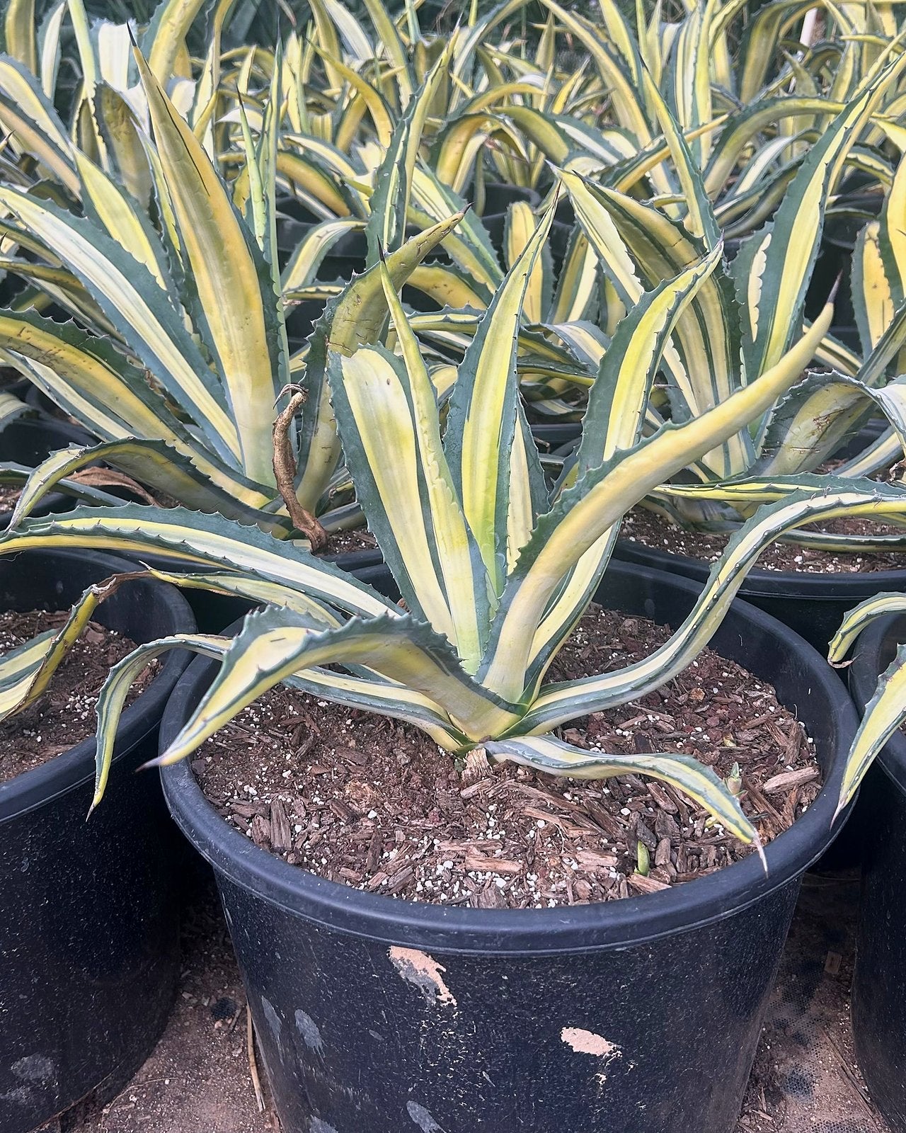 Buy Variegated Furcraea Phoenix, AZ | Furcraea foetida | Three