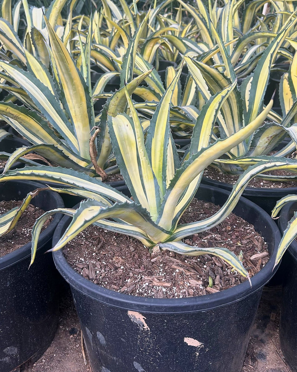 Variegated Furcraea