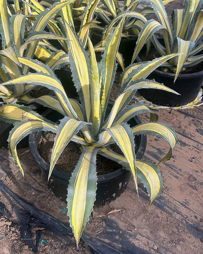 Variegated Furcraea