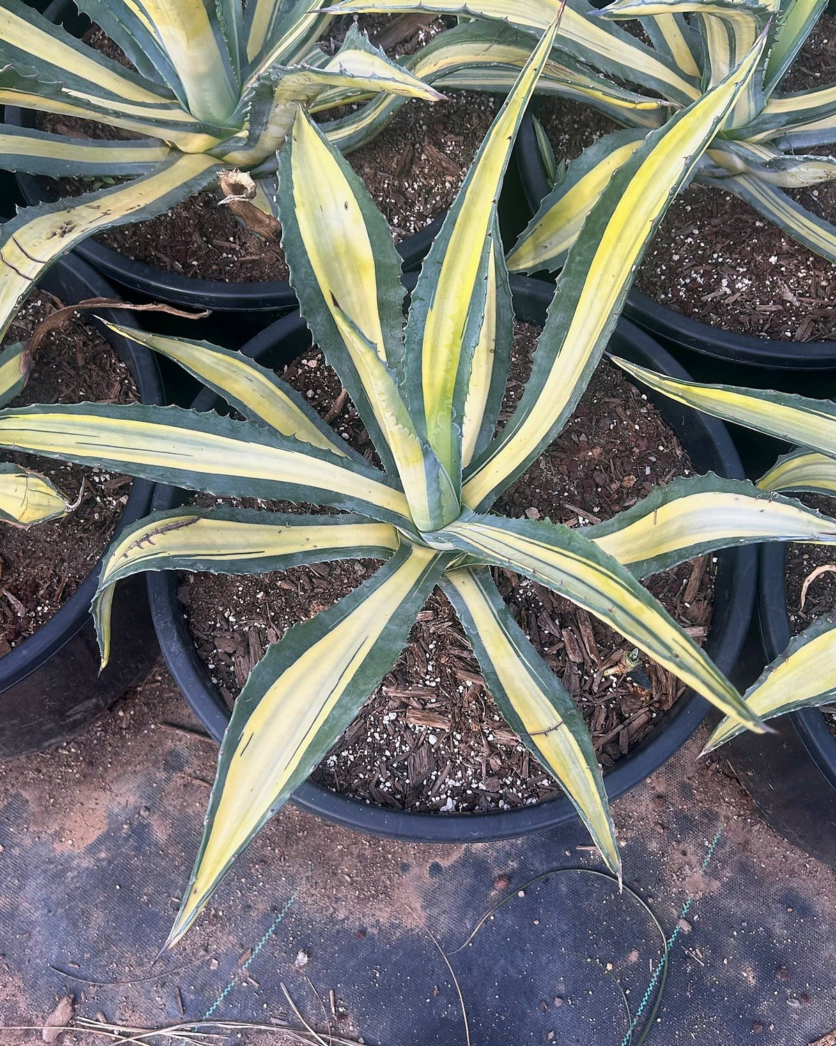 Variegated Furcraea