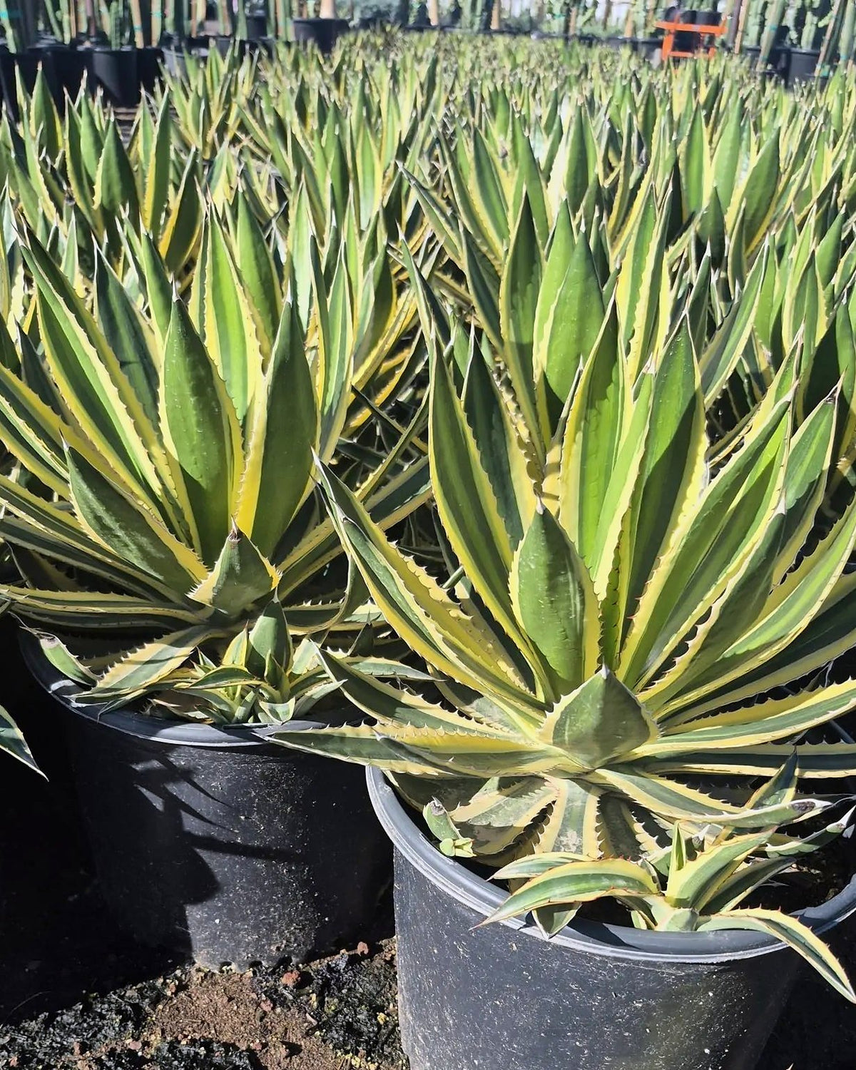 Variegated Lophantha