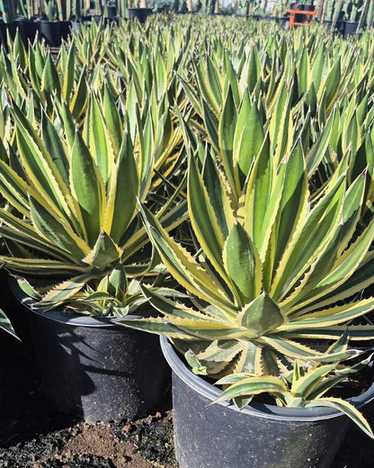 Variegated Lophantha
