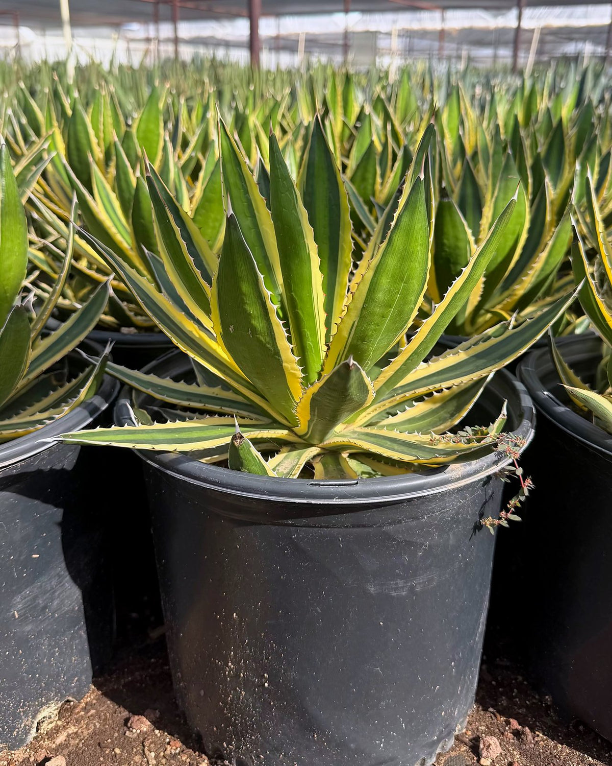 Variegated Lophantha