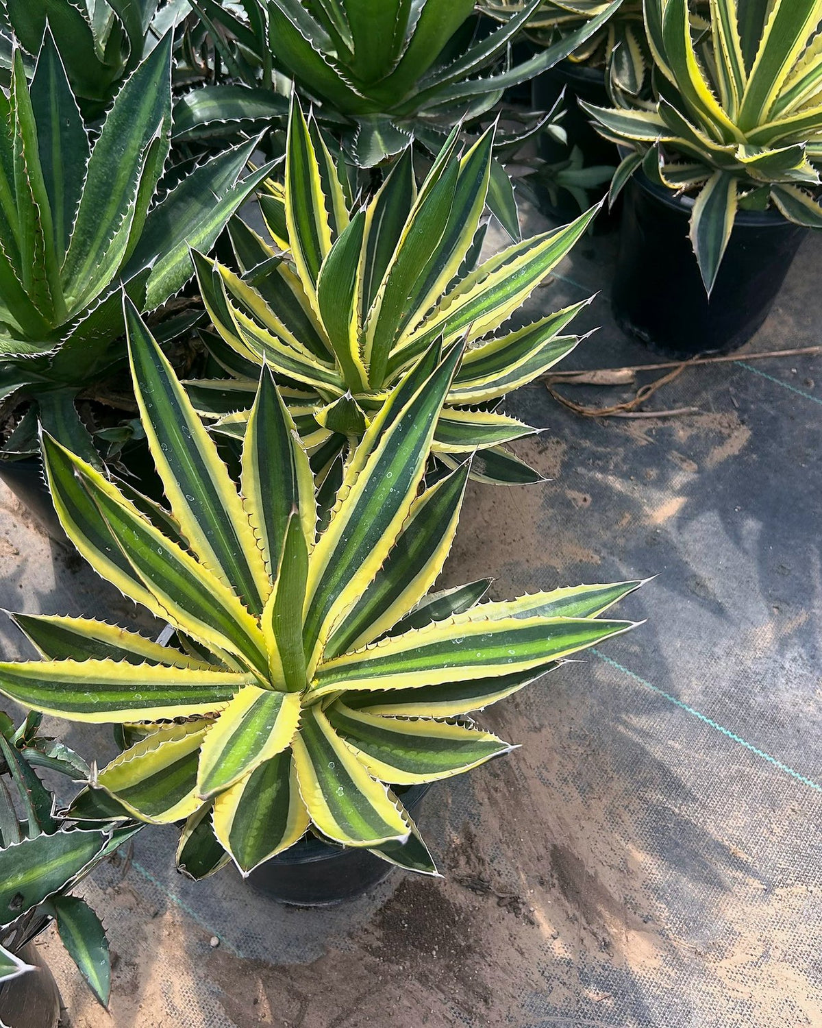 Variegated Lophantha