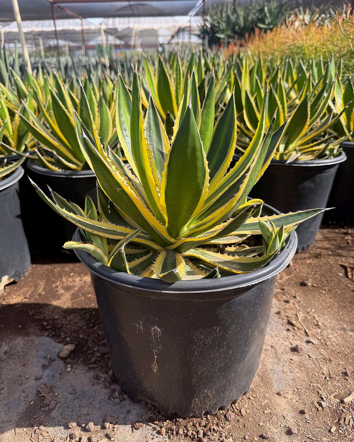 Variegated Lophantha