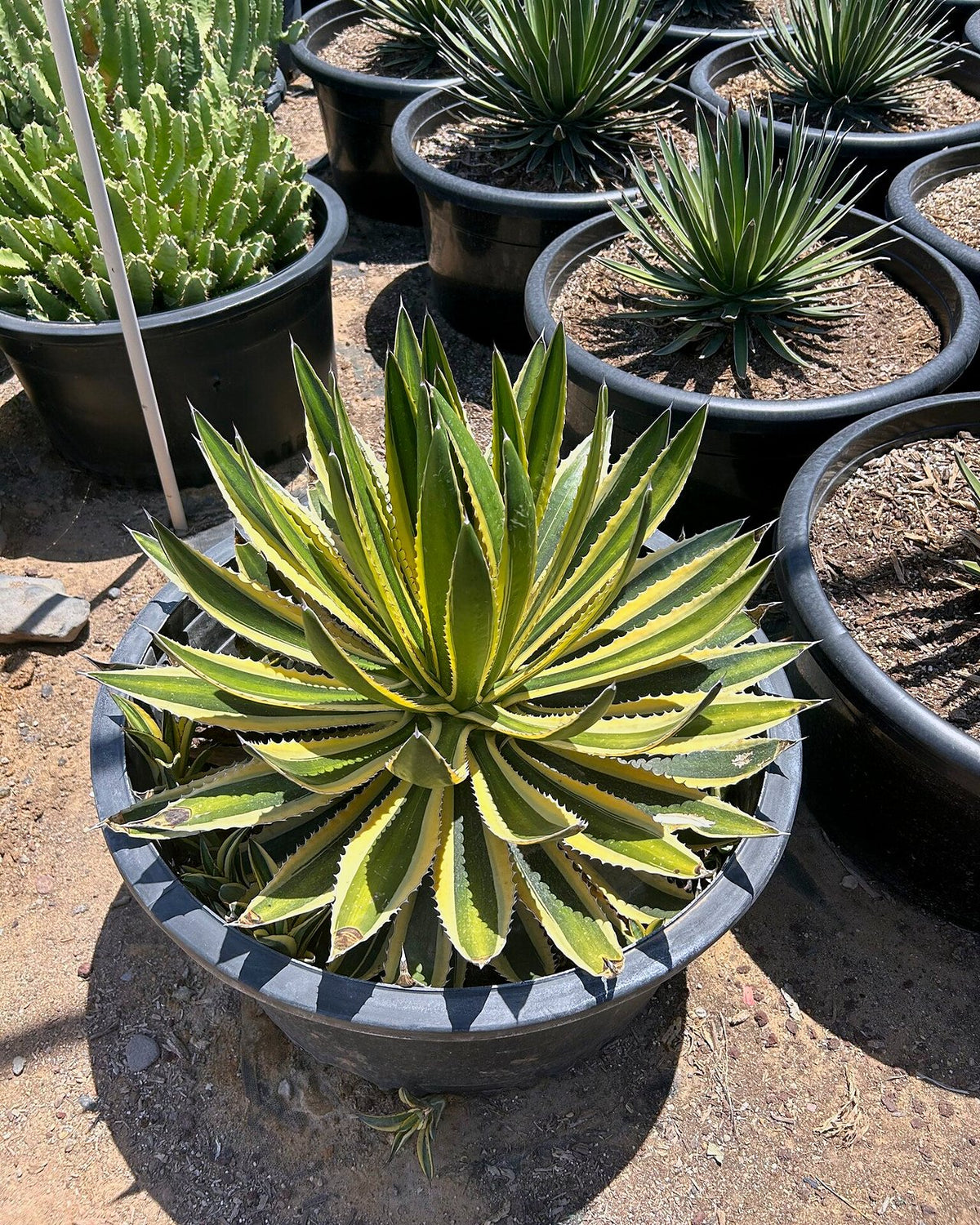 Variegated Lophantha