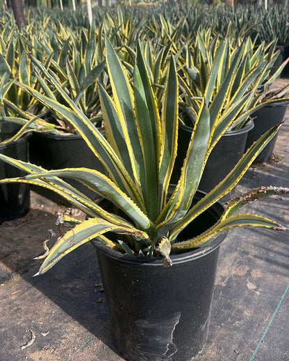 Variegated Murphey's Agave