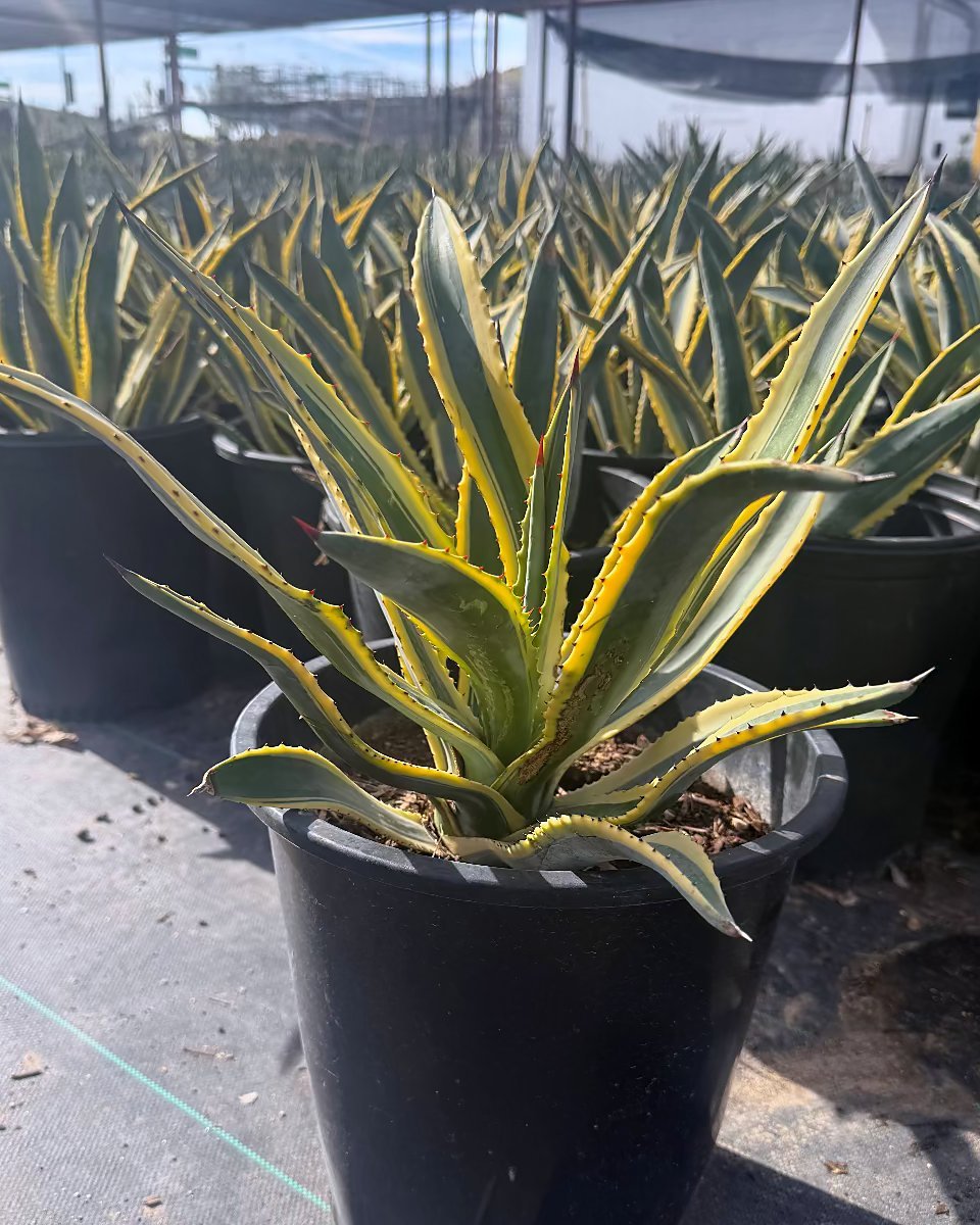 Variegated Murphey's Agave