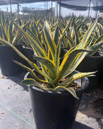 Variegated Murphey's Agave