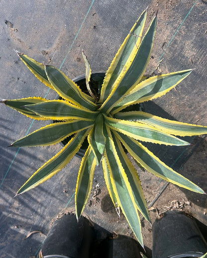 Variegated Murphey's Agave